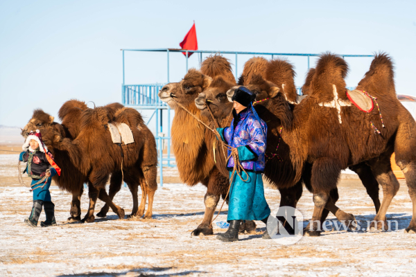 Фото: Алтан говийн амгалан тэмээн сүрэг Фото: Алтан говийн амгалан тэмээн сүрэг