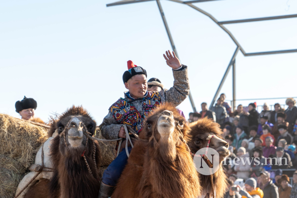 Фото: Алтан говийн амгалан тэмээн сүрэг Фото: Алтан говийн амгалан тэмээн сүрэг