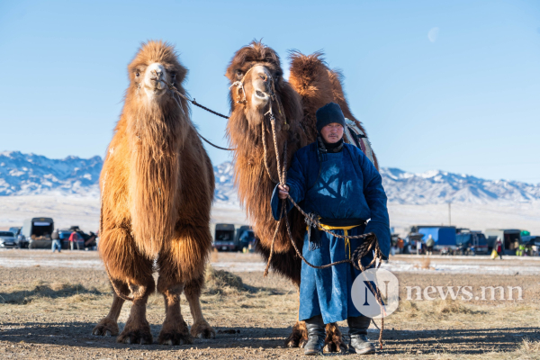 Фото: Алтан говийн амгалан тэмээн сүрэг Фото: Алтан говийн амгалан тэмээн сүрэг