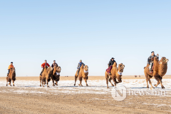 Фото: Алтан говийн амгалан тэмээн сүрэг Фото: Алтан говийн амгалан тэмээн сүрэг