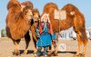 Фото: Алтан говийн амгалан тэмээн сүрэг Фото: Алтан говийн амгалан тэмээн сүрэг