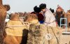 Фото: Алтан говийн амгалан тэмээн сүрэг Фото: Алтан говийн амгалан тэмээн сүрэг