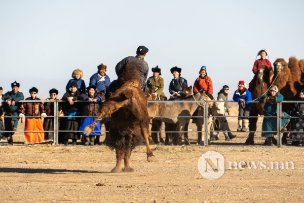 Фото: Алтан говийн амгалан тэмээн сүрэг Фото: Алтан говийн амгалан тэмээн сүрэг
