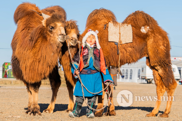 Фото: Алтан говийн амгалан тэмээн сүрэг Фото: Алтан говийн амгалан тэмээн сүрэг