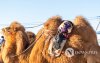 Фото: Алтан говийн амгалан тэмээн сүрэг Фото: Алтан говийн амгалан тэмээн сүрэг