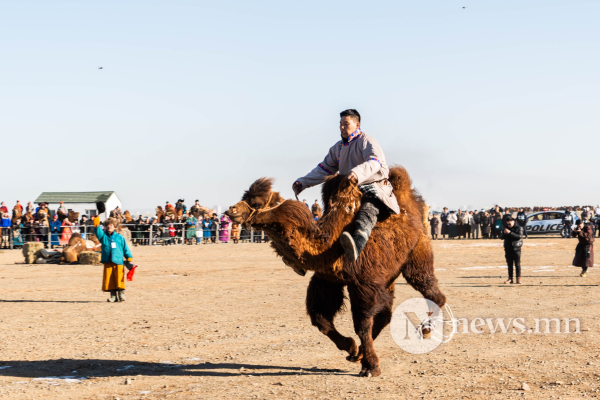 Фото: Алтан говийн амгалан тэмээн сүрэг Фото: Алтан говийн амгалан тэмээн сүрэг