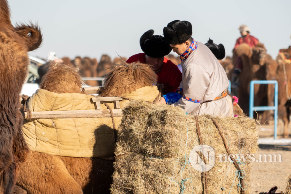 Фото: Алтан говийн амгалан тэмээн сүрэг Фото: Алтан говийн амгалан тэмээн сүрэг