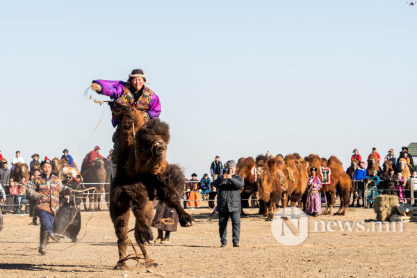 Фото: Алтан говийн амгалан тэмээн сүрэг Фото: Алтан говийн амгалан тэмээн сүрэг