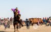 Фото: Алтан говийн амгалан тэмээн сүрэг Фото: Алтан говийн амгалан тэмээн сүрэг
