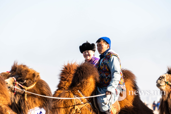 Фото: Алтан говийн амгалан тэмээн сүрэг Фото: Алтан говийн амгалан тэмээн сүрэг