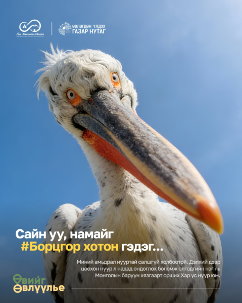 Борцгор хотон шувууны өчил