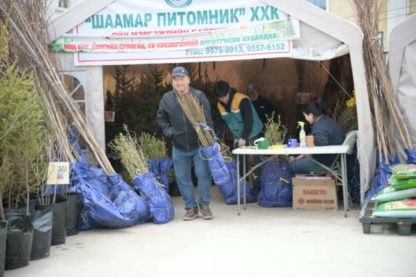 Мод бут, сөөгийн суулгац, үр үрслэгээг дөрвөн байршилд худалдаж байна