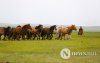 Фото: Хүлгийн туурайн чимээнд монгол хүний хийморь сэргэдэг Фото: Хүлгийн туурайн чимээнд монгол хүний хийморь сэргэдэг