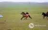 Фото: Хүлгийн туурайн чимээнд монгол хүний хийморь сэргэдэг Фото: Хүлгийн туурайн чимээнд монгол хүний хийморь сэргэдэг