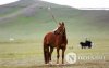 Фото: Хүлгийн туурайн чимээнд монгол хүний хийморь сэргэдэг Фото: Хүлгийн туурайн чимээнд монгол хүний хийморь сэргэдэг