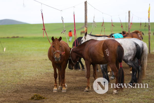 Фото: Хүлгийн туурайн чимээнд монгол хүний хийморь сэргэдэг Фото: Хүлгийн туурайн чимээнд монгол хүний хийморь сэргэдэг