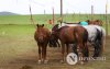 Фото: Хүлгийн туурайн чимээнд монгол хүний хийморь сэргэдэг Фото: Хүлгийн туурайн чимээнд монгол хүний хийморь сэргэдэг