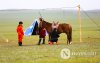 Фото: Хүлгийн туурайн чимээнд монгол хүний хийморь сэргэдэг Фото: Хүлгийн туурайн чимээнд монгол хүний хийморь сэргэдэг