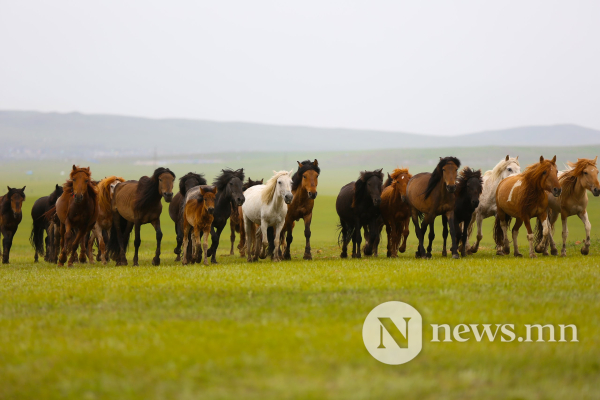 Фото: Хүлгийн туурайн чимээнд монгол хүний хийморь сэргэдэг Фото: Хүлгийн туурайн чимээнд монгол хүний хийморь сэргэдэг