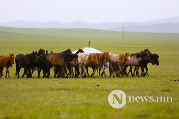 Фото: Хүлгийн туурайн чимээнд монгол хүний хийморь сэргэдэг Фото: Хүлгийн туурайн чимээнд монгол хүний хийморь сэргэдэг