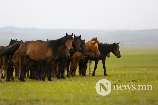 Фото: Хүлгийн туурайн чимээнд монгол хүний хийморь сэргэдэг Фото: Хүлгийн туурайн чимээнд монгол хүний хийморь сэргэдэг
