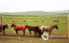Фото: Хүлгийн туурайн чимээнд монгол хүний хийморь сэргэдэг Фото: Хүлгийн туурайн чимээнд монгол хүний хийморь сэргэдэг