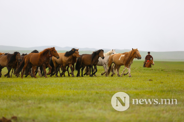 Фото: Хүлгийн туурайн чимээнд монгол хүний хийморь сэргэдэг Фото: Хүлгийн туурайн чимээнд монгол хүний хийморь сэргэдэг