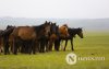 Фото: Хүлгийн туурайн чимээнд монгол хүний хийморь сэргэдэг Фото: Хүлгийн туурайн чимээнд монгол хүний хийморь сэргэдэг