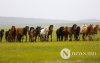 Фото: Хүлгийн туурайн чимээнд монгол хүний хийморь сэргэдэг Фото: Хүлгийн туурайн чимээнд монгол хүний хийморь сэргэдэг