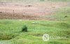 Фото сурвалжлага: Модон жорлонгоосоо салаагүй нь Монголын "зовлон"