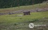 Фото сурвалжлага: Модон жорлонгоосоо салаагүй нь Монголын "зовлон"