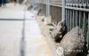 Фото сурвалжлага: Хотын удирдлагууд явган зам засах "хоббитой"
