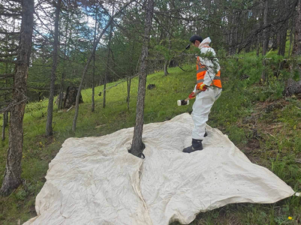 Завхан аймгийн Идэр суманд ойн хөнөөлт шавжтай тэмцэх ажил үргэлжилж байна