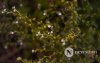 Фото: Зөөлөн эгшиглэнт Манзуширын зөн гэгээрлийн хийд Фото: Зөөлөн эгшиглэнт Манзуширын зөн гэгээрлийн хийд