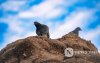 Фото: Зөөлөн эгшиглэнт Манзуширын зөн гэгээрлийн хийд Фото: Зөөлөн эгшиглэнт Манзуширын зөн гэгээрлийн хийд