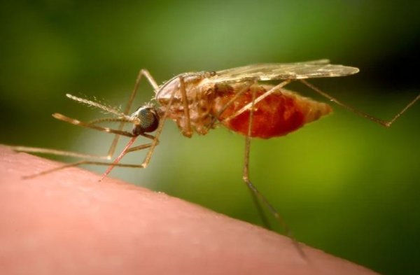 Франкфуртэд хумхаа өвчний улмаас нас барсан хүний тоо нэмэгдэв