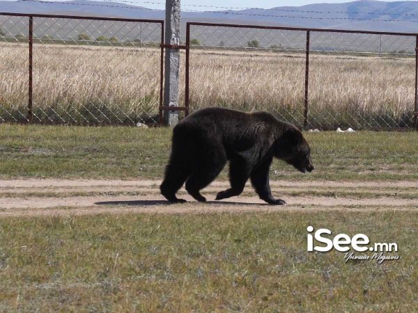 ОХУ-д баавгайн дайралт олширч, 14 хүн баавгайнд бариулж амь үрэгджээ