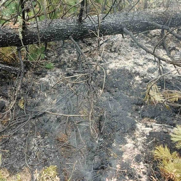 Завхан аймгийн Их-Уул суманд гарсан ойн түймрийн бүрэн унтраав